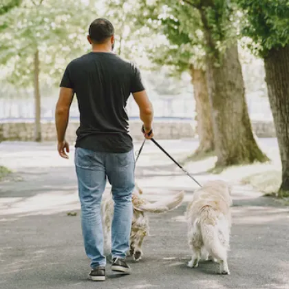 Столичният инспекторат засили контрола върху стопаните на домашни кучета през