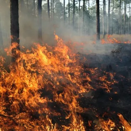 Пожарът над река Илийна в Природен парк Рилски манастир който