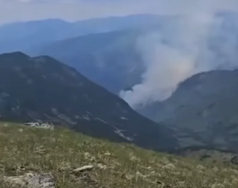 60 декара борова гора за изгорели в Рила