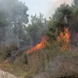 15 000 декара са изгорели при пожара край Белоградчик
