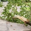 Огромен клон падна върху мъж във Варна