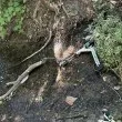 Тротинетки се появиха в софийска река, ядосаха столичани СНИМКИ