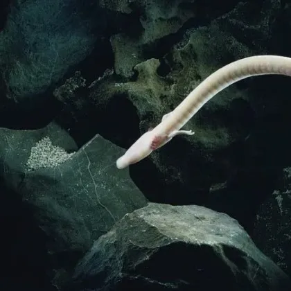 Изследователи наблюдавали животните в балканска пещера с надеждата да получат