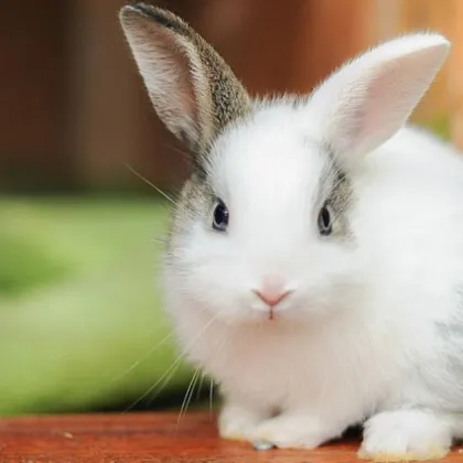 Пореден тревожен случай на безотговорно отношение към животни предизвика възмущение