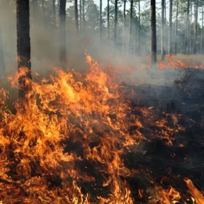 Отново се е възобновил пожар в близост до невестинското село Смоличано Това