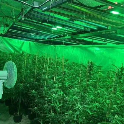 Отлично оборудвана и високотехнологична оранжерия за отглеждане на марихуана откриха