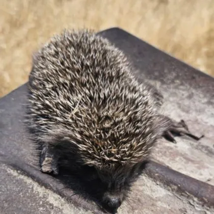 Пловдивски огнеборци затвърдиха смисъла на професията си спасиха живот