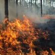 Пожар се разгоря край детско селище до село Смоличано