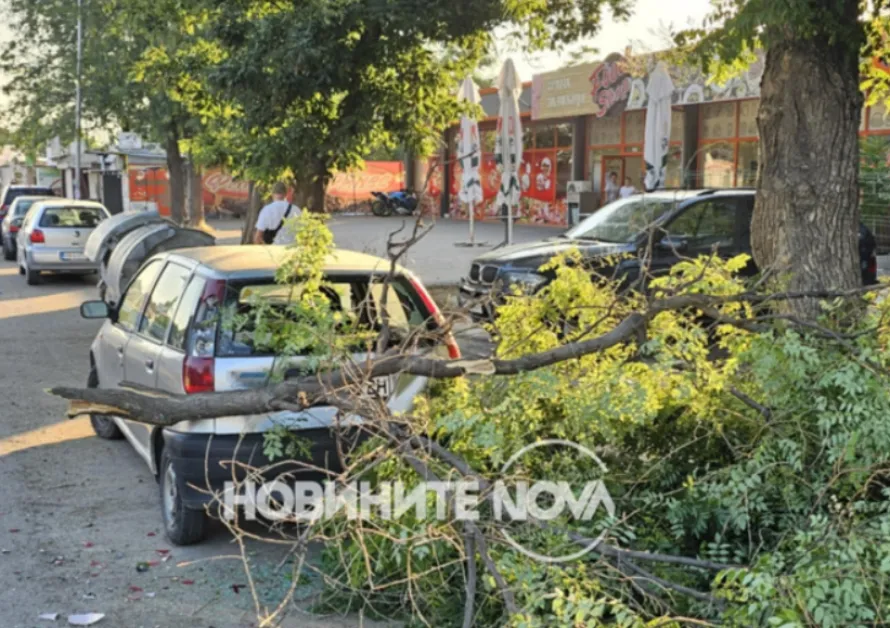 Голям клон се стовари върху кола в Пловдив