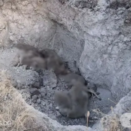 Заровени ли са над 400 заразени овце край Пловдив при