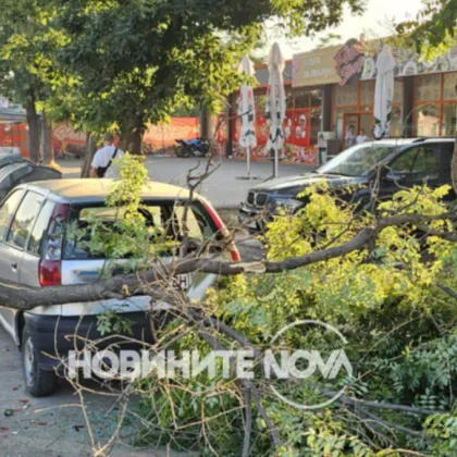 Голям клон се стовари върху кола в Пловдив