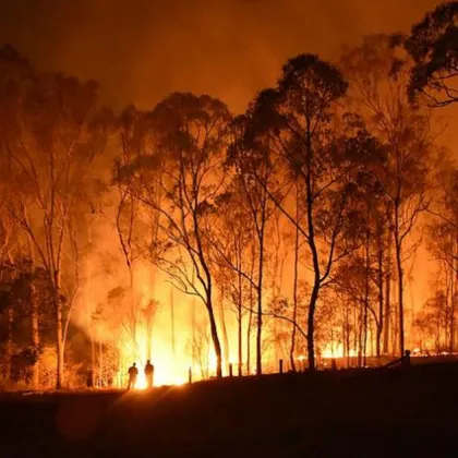 Нов пожар в Пирин е възникнал в късния следобед Огънят