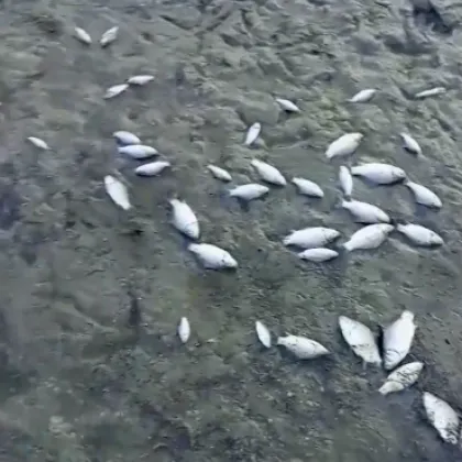 Стотици умрели риби се появиха в язовир Копринка Нивото на