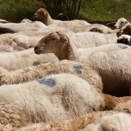 Заради усложнената епизоотична обстановка на територията на Пловдивска област се