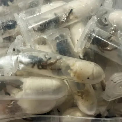 Германските митнически власти заловиха необичайна и тревожна пратка – около