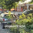 Голям клон се стовари върху кола в Пловдив