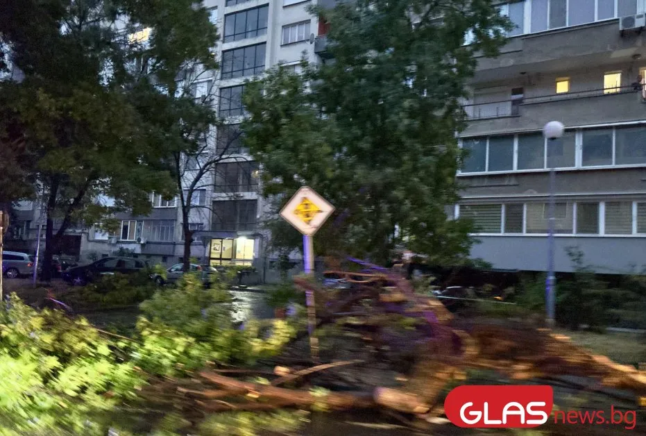 Буря в Пловдив събори дърво на централен булевард, на място са пожарна и полиция СНИМКИ