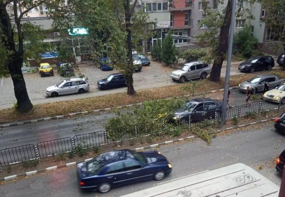 Клон рухна върху кола в Асеновград СНИМКИ