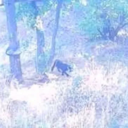 Черният леопард е засечен от няколко фотокапанакрай село на 20