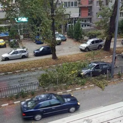 Клон рухна върху кола в Асеновград СНИМКИ