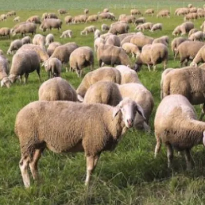 Стадо от 1000 овце предстои да бъде унищожено в казанлъшкото