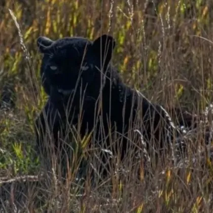 Нов сигнал за опасния хищник на територията на Природен парк