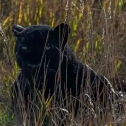 Има вероятност черната пантера вече да е на територията на