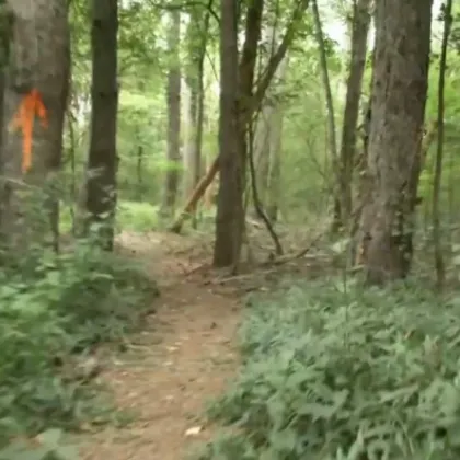 Ако се натъкнете на черния леопард в Шуменското плато никога не