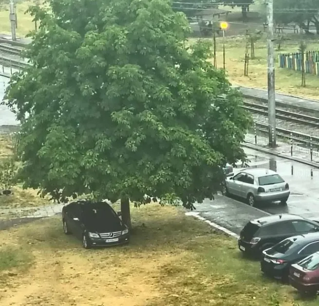 Мерцедес цъфна под дърво в София: хитрост или безхаберие? СНИМКИ