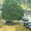 Мерцедес цъфна под дърво в София: хитрост или безхаберие? СНИМКИ