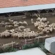 Въвеждат 10-километрова зона за наблюдение в Казанлъшко