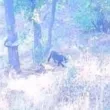 Заради черната котка: Отменят се планираните летни занимания в Шуменското плато