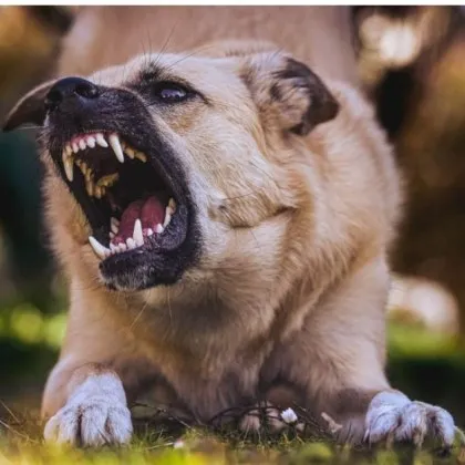 Граждани сигнализираха за инцидент с дете което е било нападнато