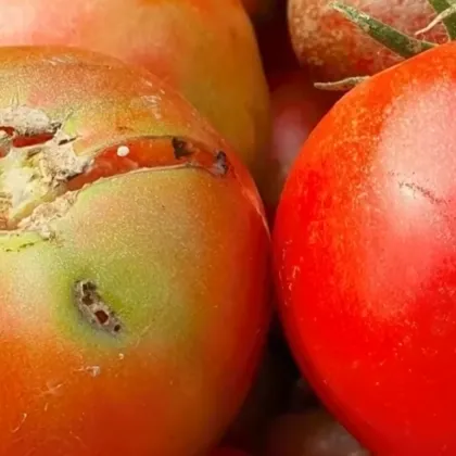 Освен климатичните промени друга глобална заплаха за земеделието вече е реалност