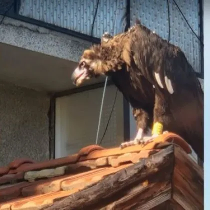 Ловци и природозащитници спасиха изгубен черен лешояд в Разлог Птицата