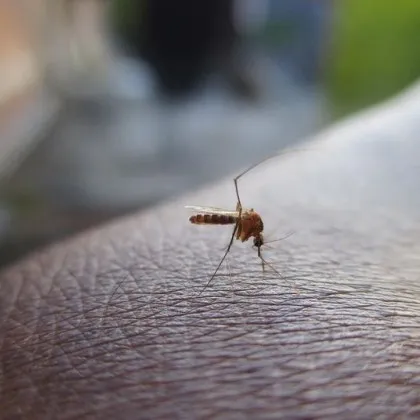 Жена е починала в Италия от западнонилска треска предаде АНСА