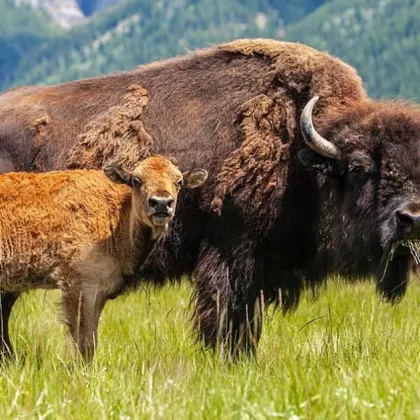 9 диви европейски бизона вид който е застрашен от