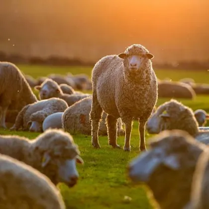 Заразените и определени за умъртвяване дребни преживни животни с шарка в Пловдивско няма да се загробват а