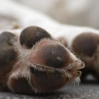 Поредно натровено животно в пловдивския квартал Коматево – съмнения този