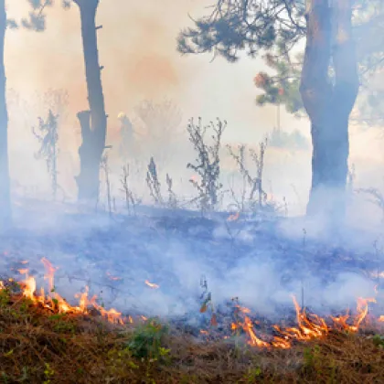 Нов пожар е пламнал в Пазарджишко Това съобщи Мирослав Стоянов