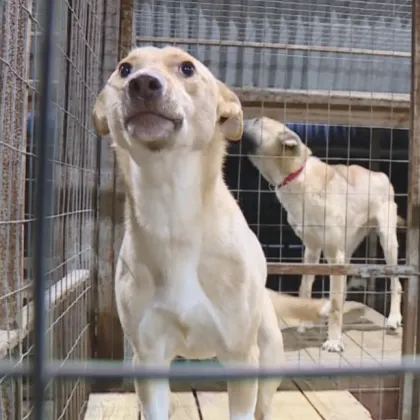 Защитници на животните от Варна протестират пред сградата на Общината