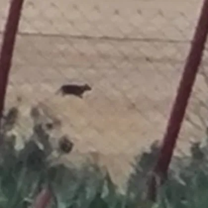 Мистериозната черна пантера която издирват от месец у нас е