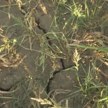 Северозападна България се задъхва от сушата а част от реколтата