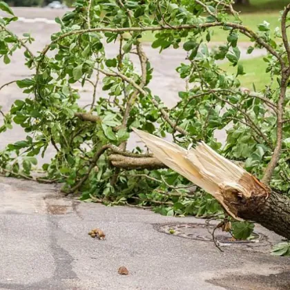 Докато вървяла по алеята между сливенските квартали Младост и Българка