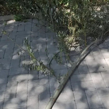 Жена пострада след като клон падна върху главата ѝ в