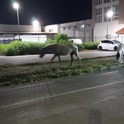 Свободно пуснати коне се разхождат необезпокоявано между блоковете в сливенския