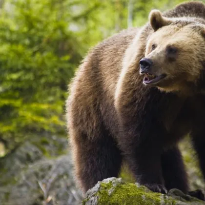 Мъж от западния словенски град Идрия успя да прогони затичала