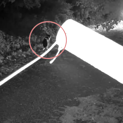 Неправителствената организация Дом за бездомничета публикува тревожен видеоклип в социалната