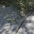 Клон падна върху главата на жена в София СНИМКИ