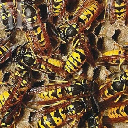 Двегодишно дете умира след като е нахапано от множество оси